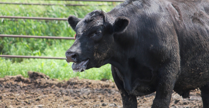 A steer shown panting and slobbering