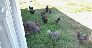 chickens roam around the 1920s era farmstead at Prophetstown State Park