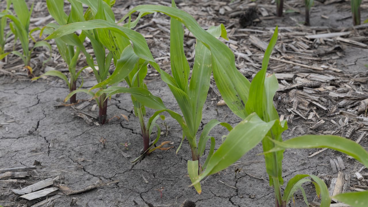 Pale Corn How to know if your corn needs supplemental nitrogen