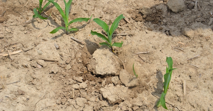 uneven corn emergence