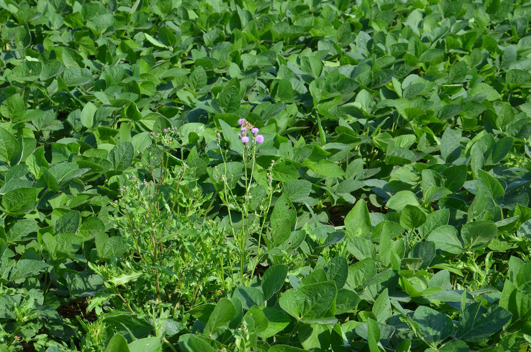 Canada thistle in a soybean field
