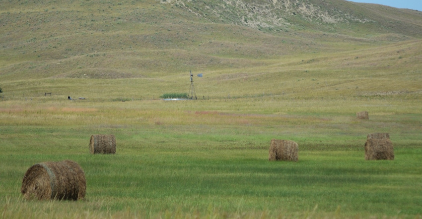 Hay in the field