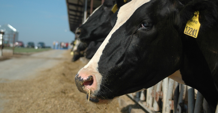 Close-up of dairy cow at feeder