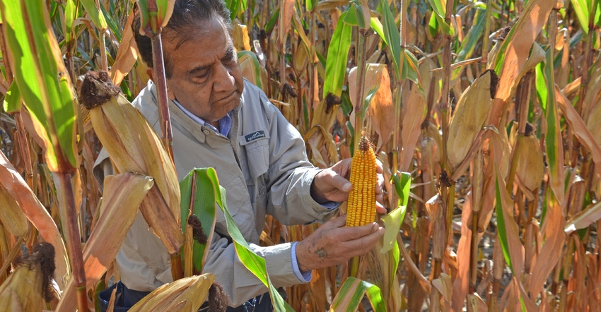 Dave Nanda looking at corn