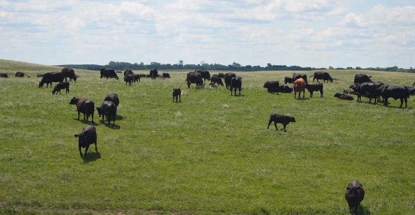 Cattle grazing 