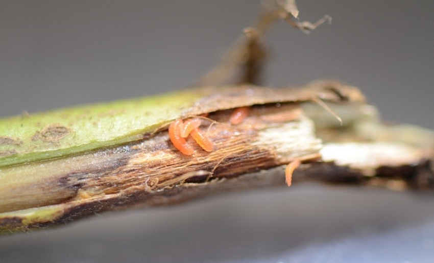 soybean gall midge larvae