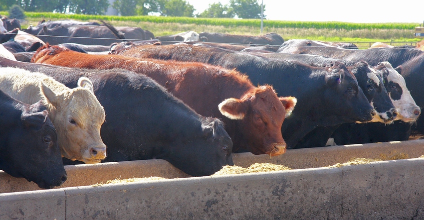 beef cattle at feed bunk 