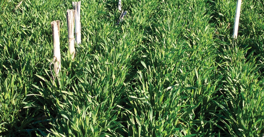 cereal rye