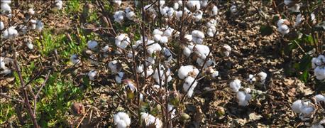 cotton_canopy_might_hampered_cover_crop_1_636136094967644777.jpg