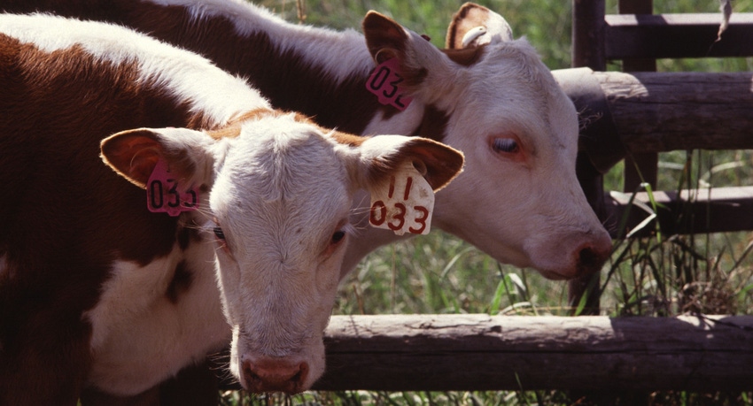 Cattle in Montana