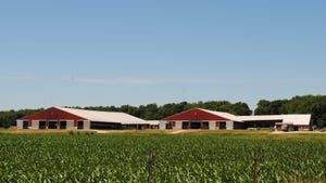 two red cattle barns with corn in the foreground and a line of trees behind