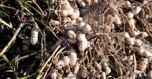 dfp-adismukes-peanut-harvest.JPG