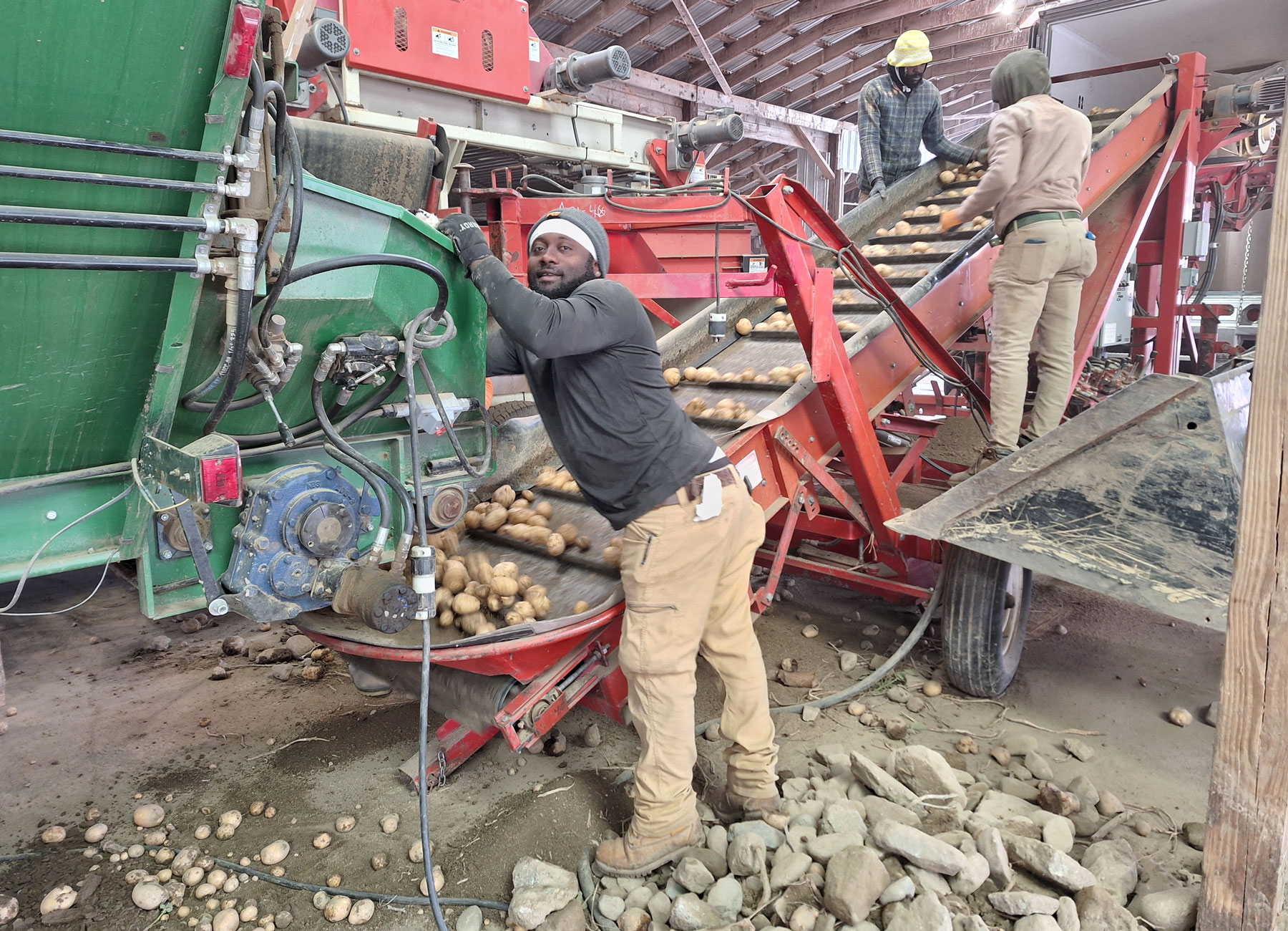 H-2A workers on Savage Farm work with harvested potatoes