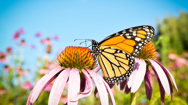 How prairie strips can convert eyesore acres into profitable ones