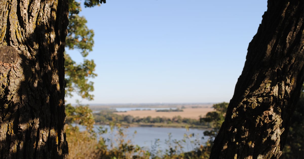 Care for mighty oak trees on your farm