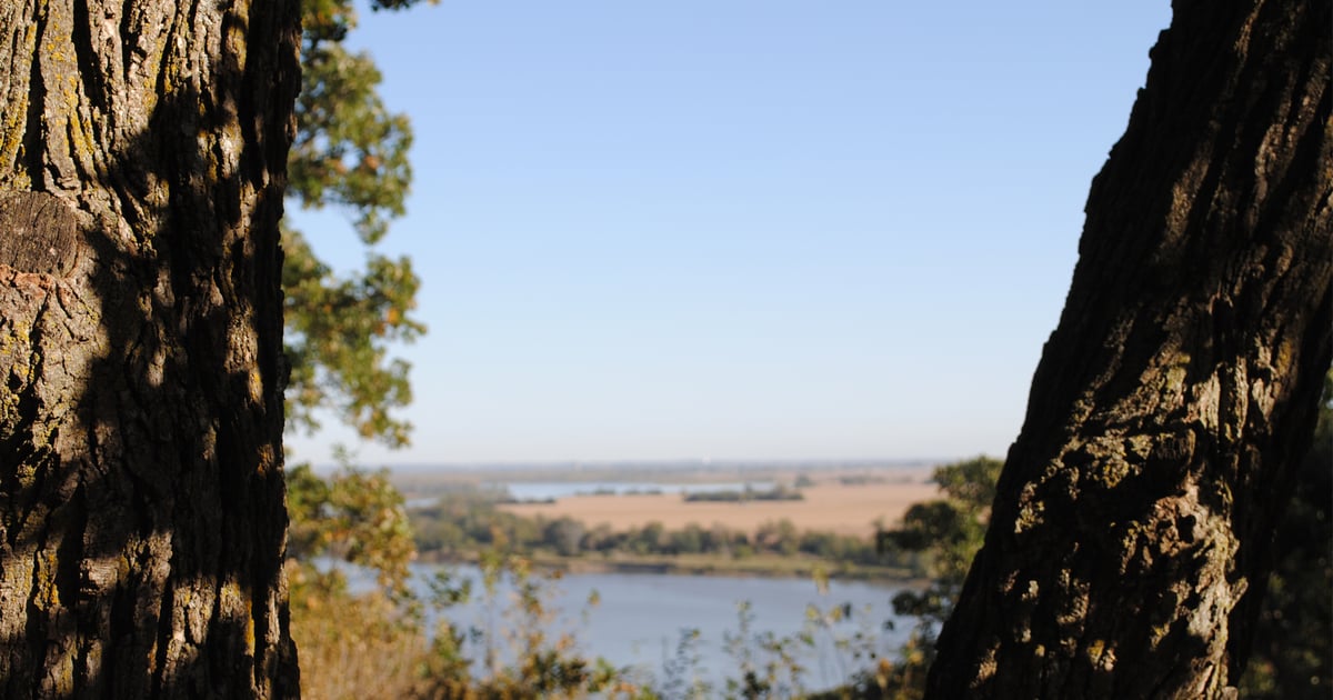 Care for mighty oak trees on your farm