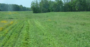 field of green cover crops