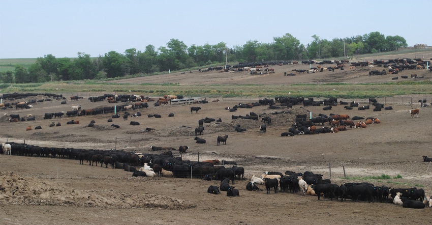 Cattle in feedlot Cattle in feedlot