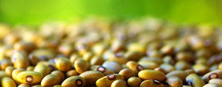 dupont_pioneer_cargill_announce_high_oleic_soybean_contract_1_634896260489432000.jpg
