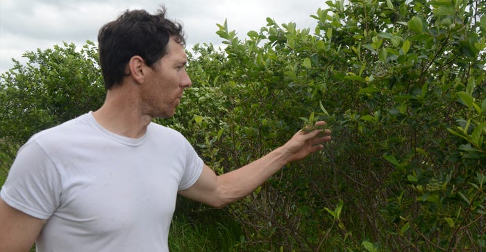 Levi Lyle standing next to berry trees