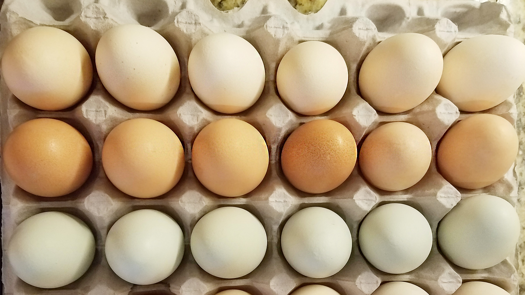 Swfp Shelley Huguley Farm Fresh Eggs New 