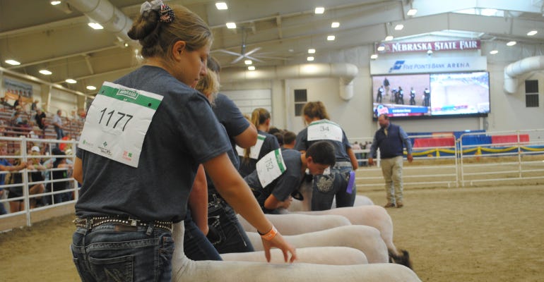 kids showing sheep at nebraska state fair