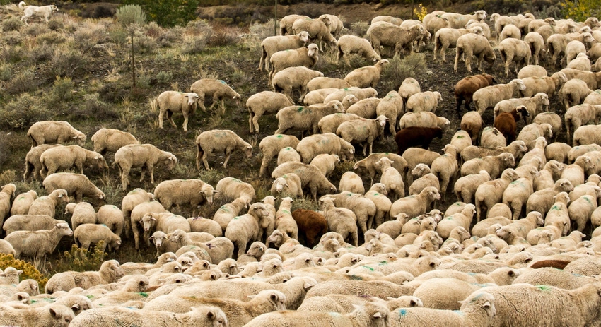 WFP-hemken-sheep-grazing.jpg