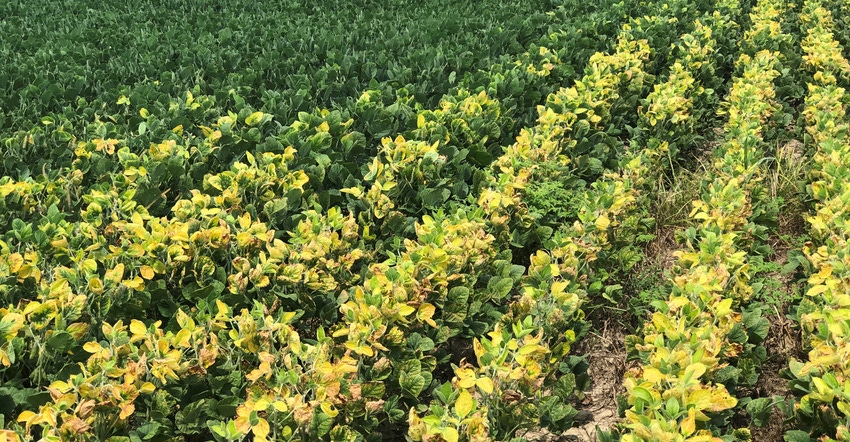 soybean field showing signs of potassium deficiency