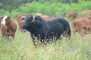 Masculine bull with heifers