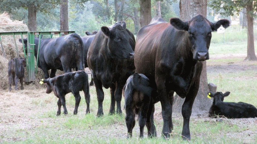 Cows and calves feeding on hay.