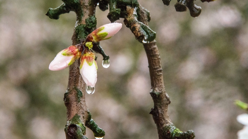 An almond blossom is drenched by rain. 