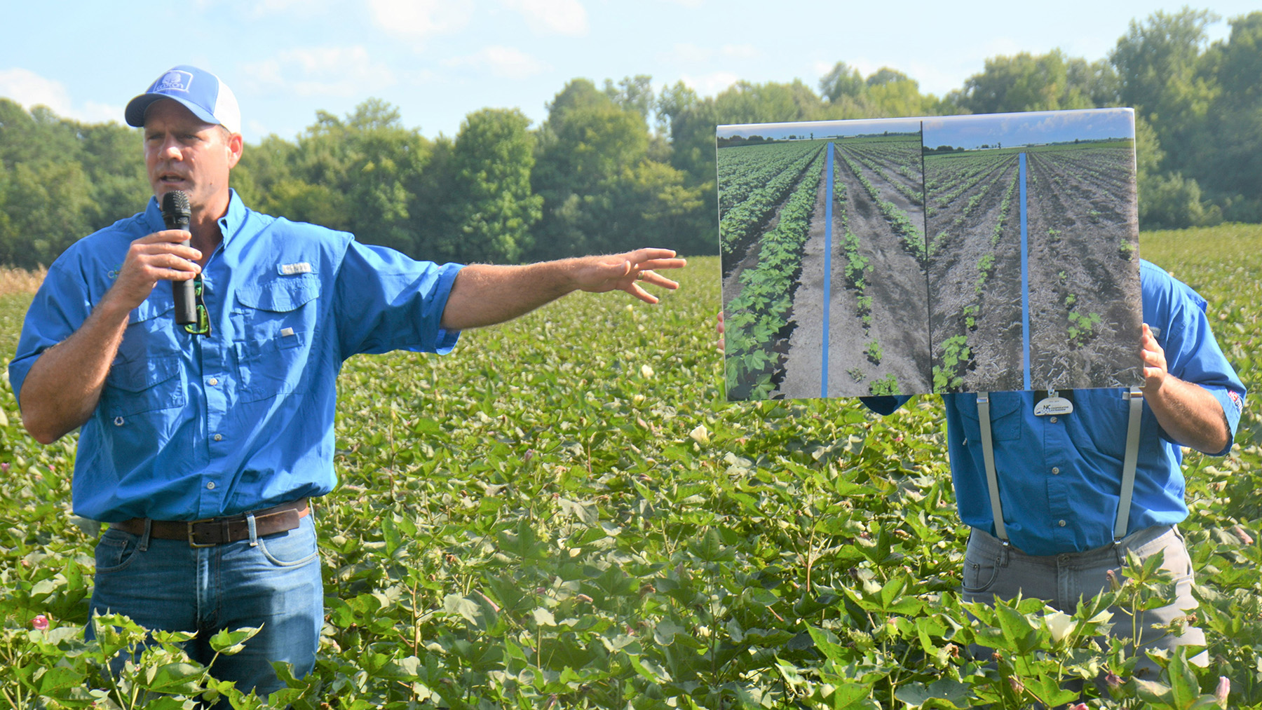 Axant Flex cottonseed sees commercial availability in 2024