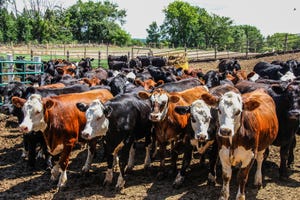 The US Department of Agriculture will include cattle transactions from a private online auction to bolster price discovery in