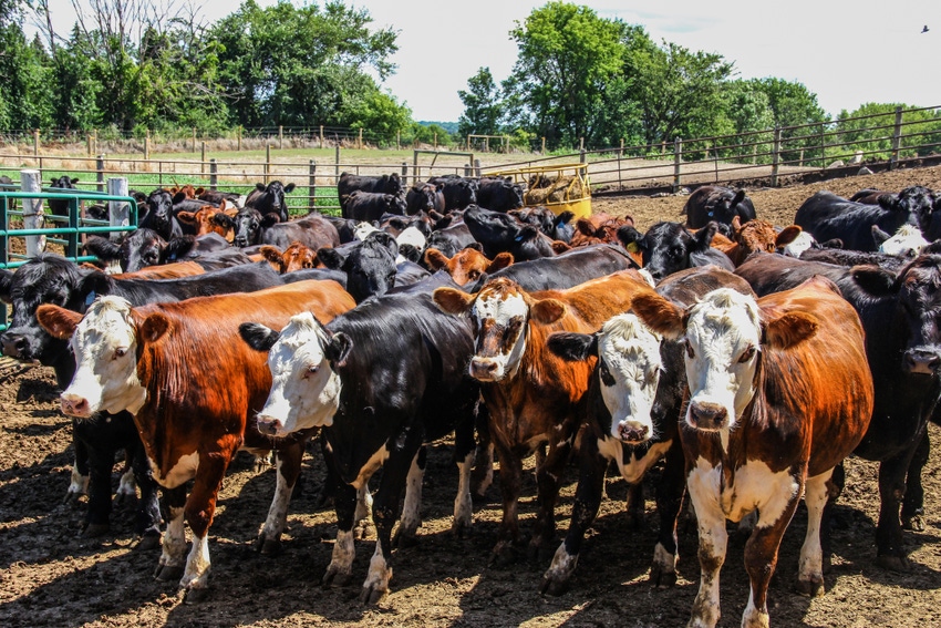 feedlotCattle-PBouman-ThinkstockPhotos-543070756.jpg feedlotCattle-PBouman-ThinkstockPhotos-543070756.jpg