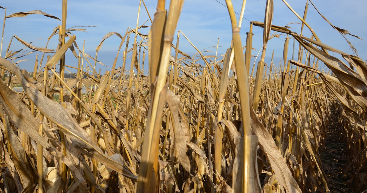 Cribbing ear corn brings back memories