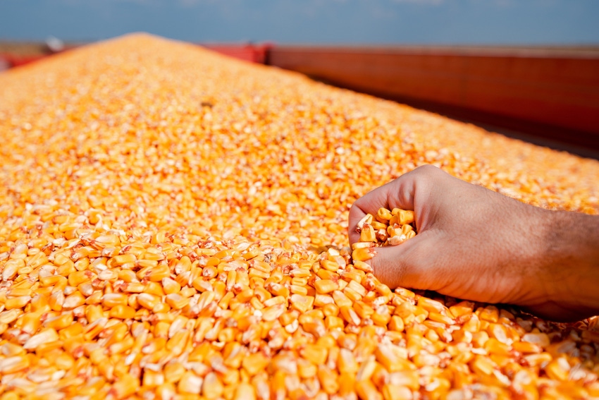 Hand grabbing corn kernels