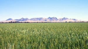 Rice field in Colusa County