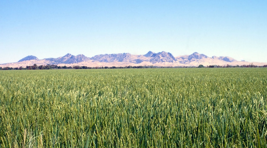 Rice field in Colusa County
