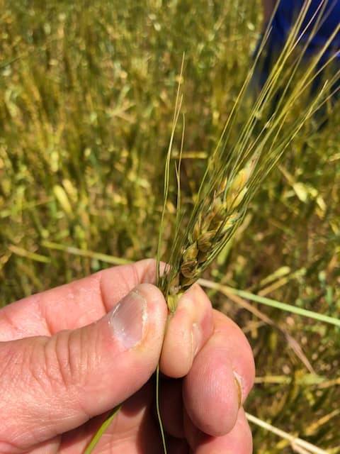 partially damaged wheat.jpg
