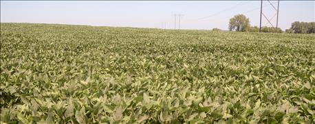 nebraska_soybean_producers_applaud_soybean_trait_approval_1_636059228413508502.jpg