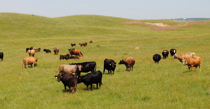 Heifers in field
