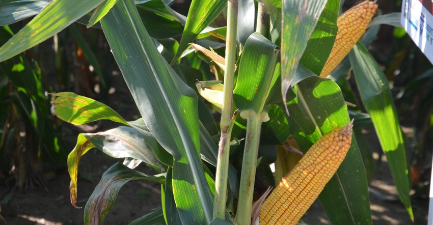 cornstalks in the field