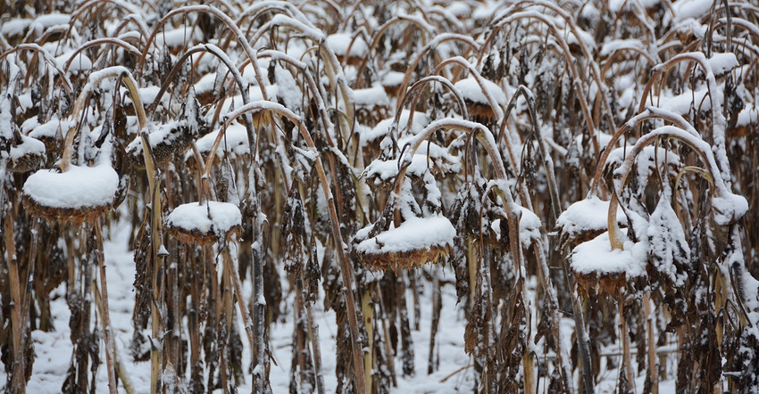 : Snow collects on unharvested sunflowers.