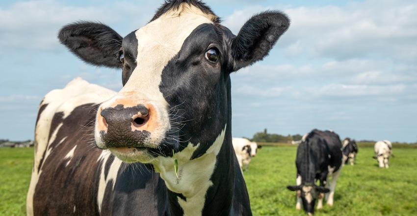 Holstein heifer in field