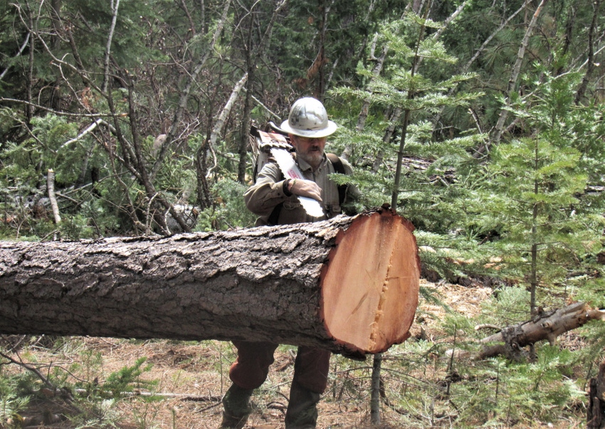 Logger in woods