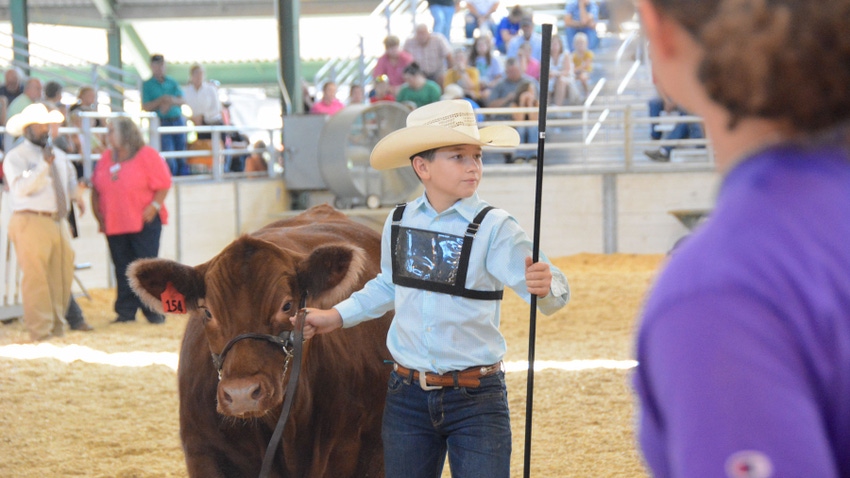 boy showing beef cow