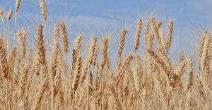 wheat-endowment.jpg