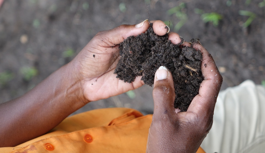 Soil in hands