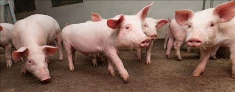 pork_board_announces_new_antibiotics_panel_1_635816534954199511.jpg