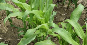 Sulfur deficiency in corn 